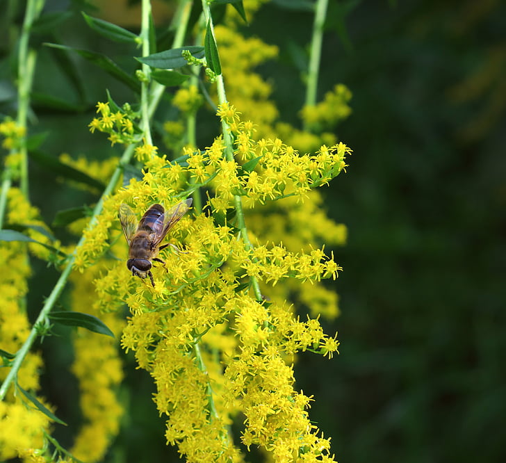 golden rod, hoverfly, flowers, garden, nature, insect, gold