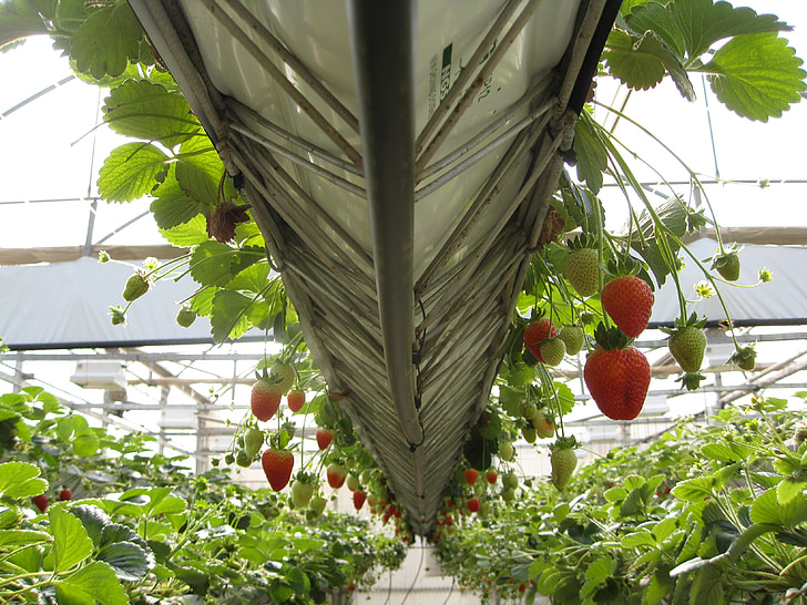 greenhouse, strawberries, fruit, agriculture, plant, nature, leaf