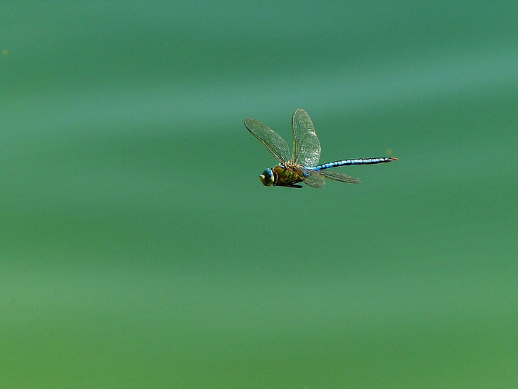 dragonfly, insect, wing, flight insect, close, lake, whopper