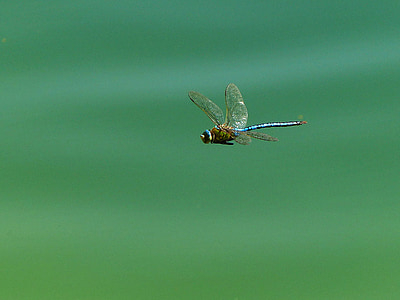 Dragonfly, insektov, krilo, let insektov, blizu, jezero, hamburger