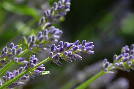 lavendel, blomst, lilla, sommer