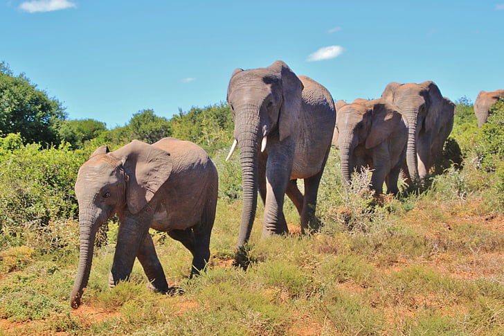 ช้างพุ่มไม้แอฟริกา, ฝูง, ช้าง, สัตว์, แอฟริกา, ซาฟารี, ถิ่นทุรกันดาร