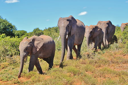 elefante africano, rebanho, elefante, animais, África, safári, natureza selvagem