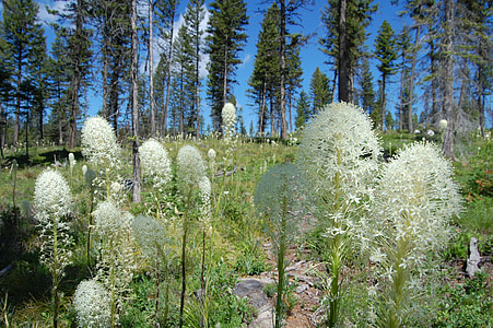Björn gräs, Montana, granat montana, blomma, Anläggningen, vit blomma, Bloom