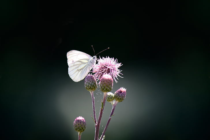 metulj, zelena veno, beli ling, pieris napi, cvet, blizu, narave