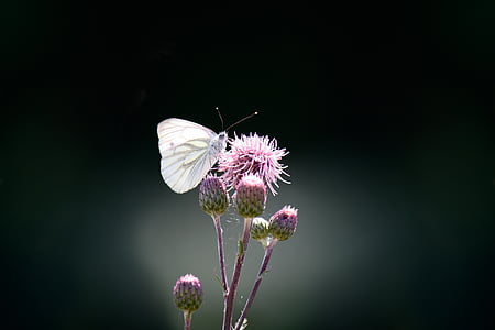 motýl, Zelené žíly, bílá ling, Pieris napi, květ, Zavřít, Příroda