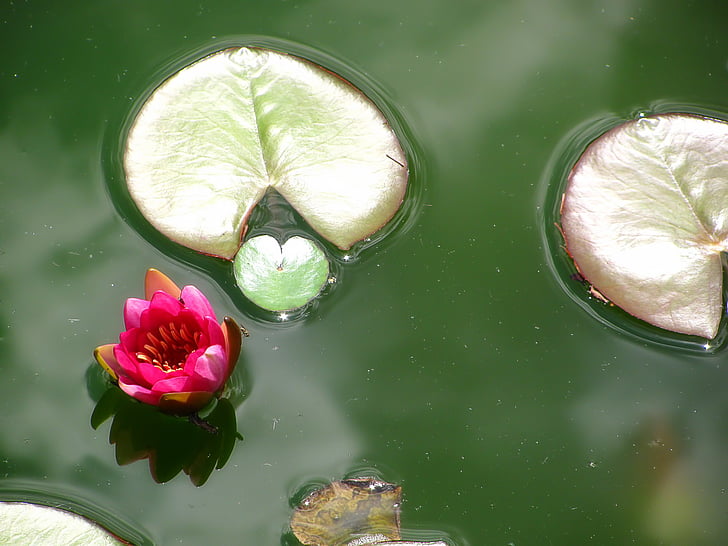 Lotus, lotos, flor, naturaleza, planta, estanque, colores