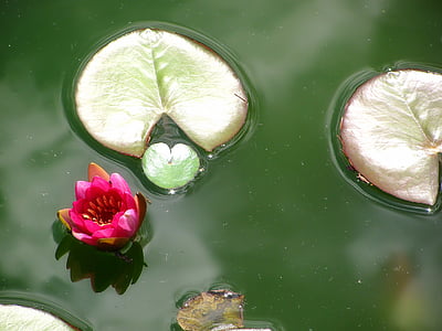 Lotus, Lotos, Blossom, természet, növény, tó, színek