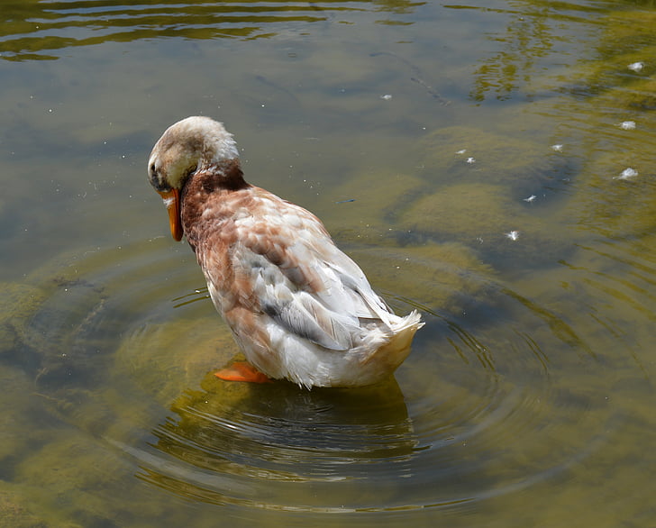duck, anatidae, duck bird, bird, plumage, swimming duck, animal