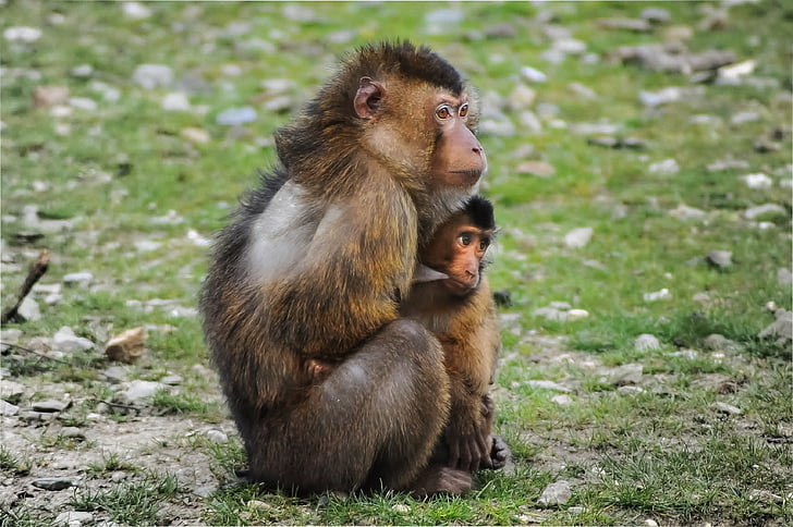 macaco de Barbary, macaco, Gibraltar, Macaca sylvanus, Magot, macaco, mãe