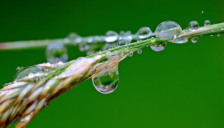 blur, clear, close-up, dew, dewdrops, drip, droplets