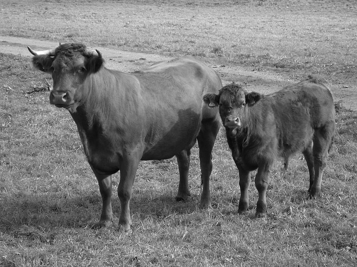 vacas, touro, ruminantes, gado, pecuária