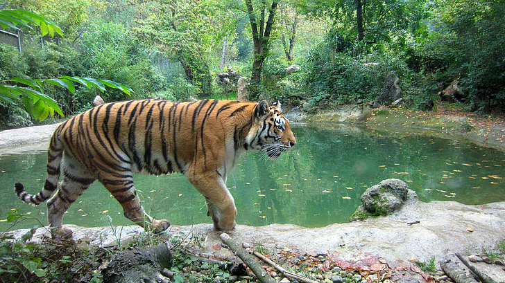 Tiger, dyreliv, dyr, Wild, Safari, jungelen, natur