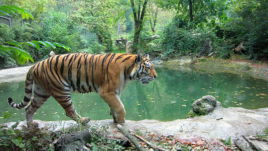 Tigre, vida selvagem, animal, selvagem, safári, selva, natureza