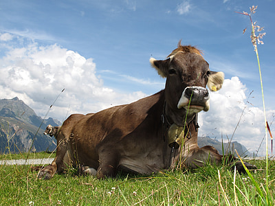 con bò, Áo, dãy núi, ăn cỏ, bò sữa, Alm, bầu trời