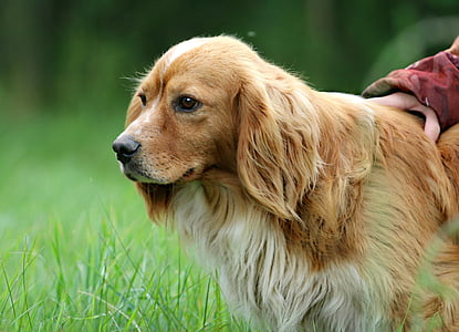 hund, ører, jagt, brun, spadseretur, hengivenhed, troskab