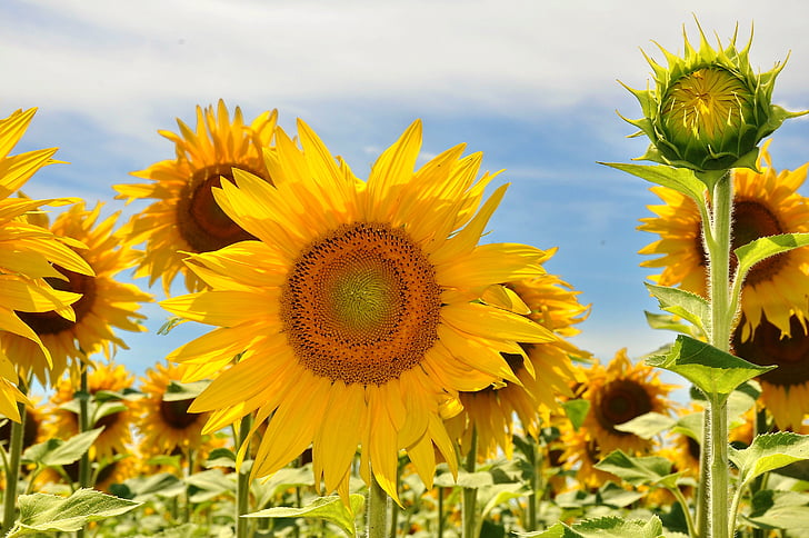 sunflower, yellow flower, sunflower field, plants, summer, nature, yellow