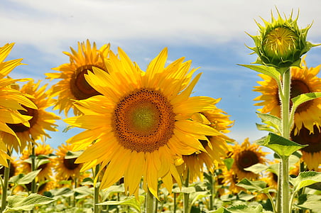 girassol, flor amarela, campo de girassol, plantas, Verão, natureza, amarelo