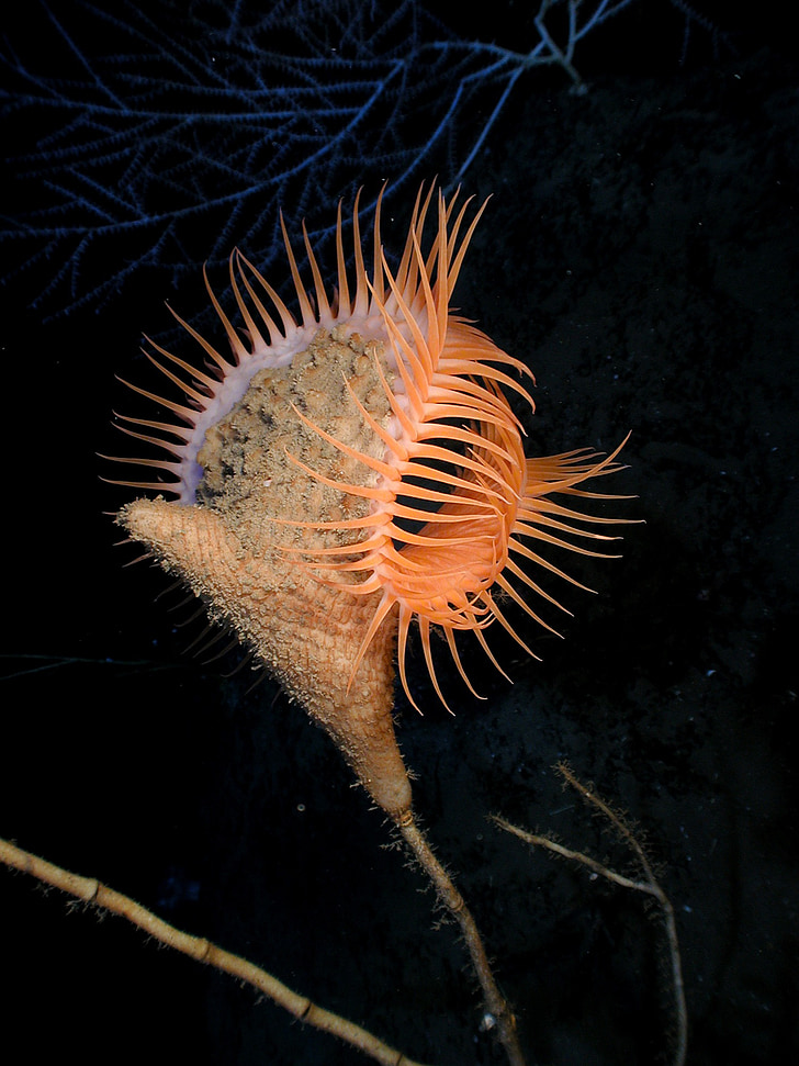 Venus flytrap søanemone, Sea anemone, Actiniaria, åkande, seenelke, aktinie, hexacorallia