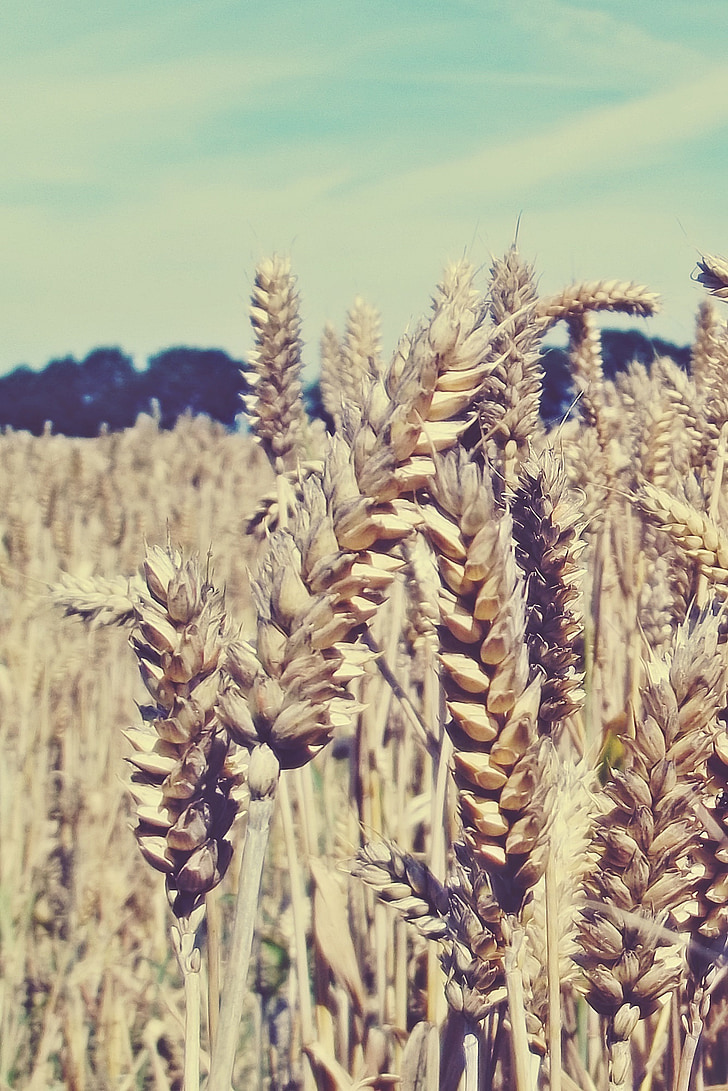 grain, cornfield, field, cereals, wheat, agriculture, wheat field