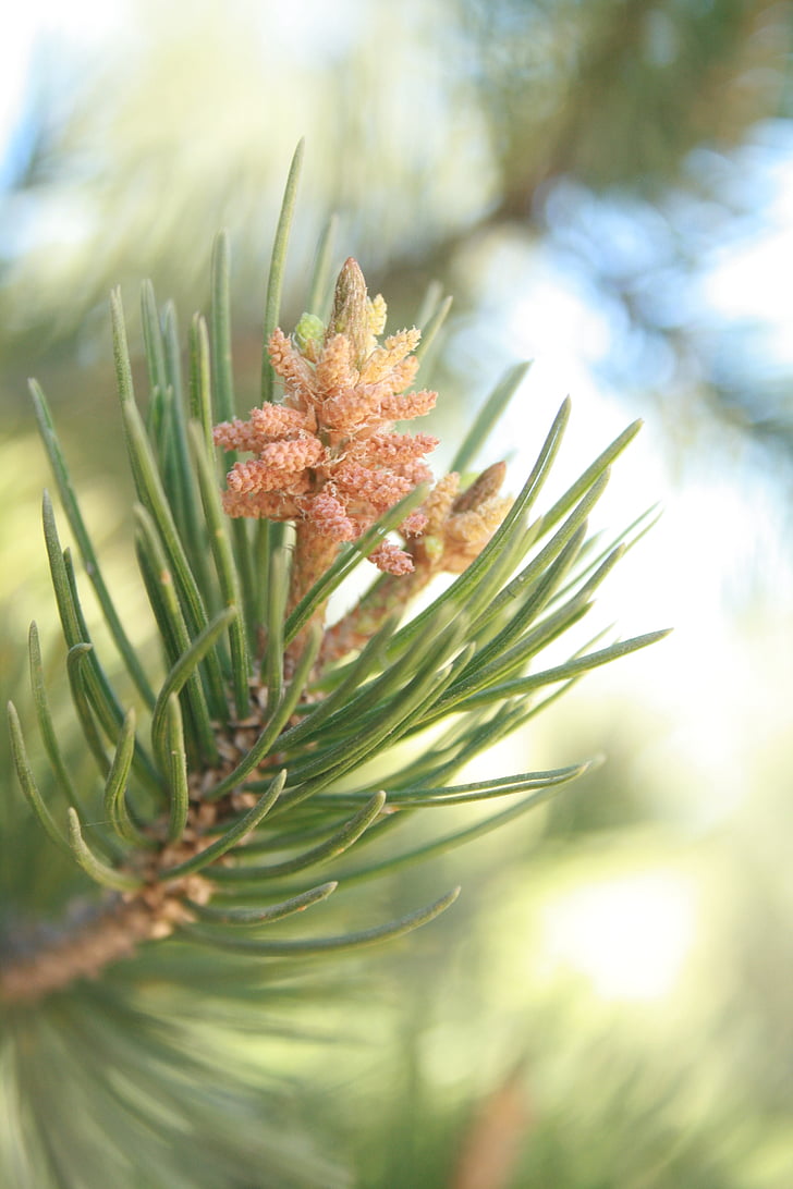 Pine, cembriodes, strobilus, Cone, träd, tallbarr