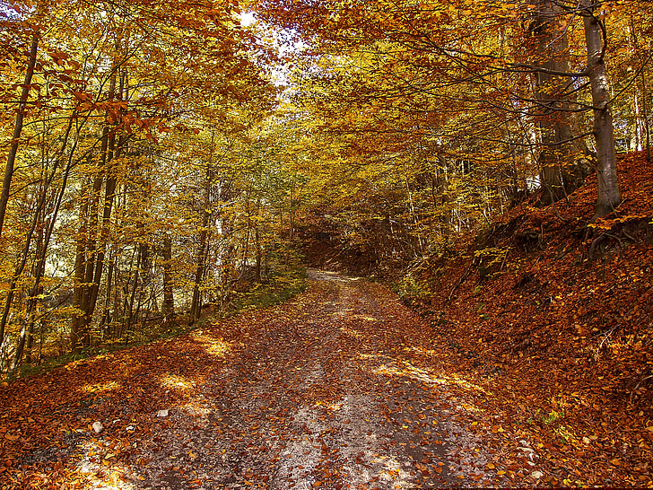 automne, Forest, nature, Couleur