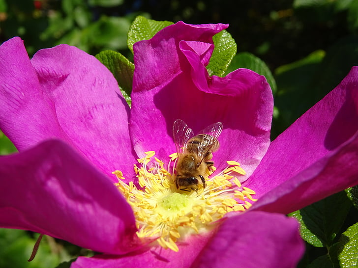 цвете, пчела, дива роза, лилаво, венчелистче, едно животно, природата