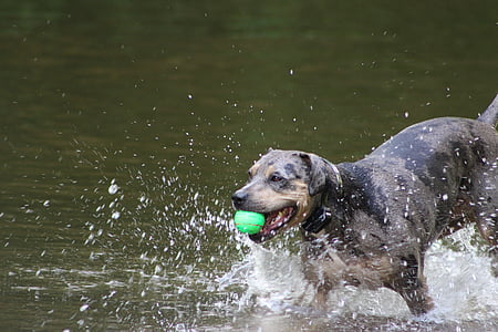 ball, run, pet, dog, animal, water, canine