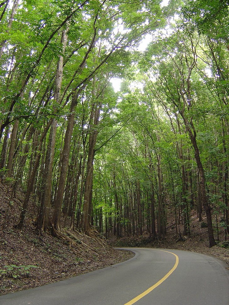 floresta artificial, Bohol, Filipinas, sintéticas ou artificiais, floresta, estrada, natureza