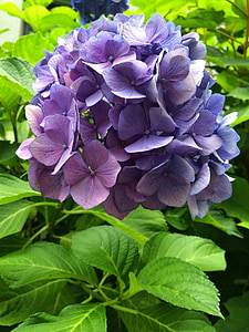 Hortensia, púrpura, flor, floración, hojas, verde