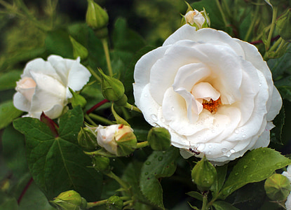 τριαντάφυλλο, άνθος, άνθιση, λευκό, κρέμα γάλακτος, τριαντάφυλλα, λουλούδια