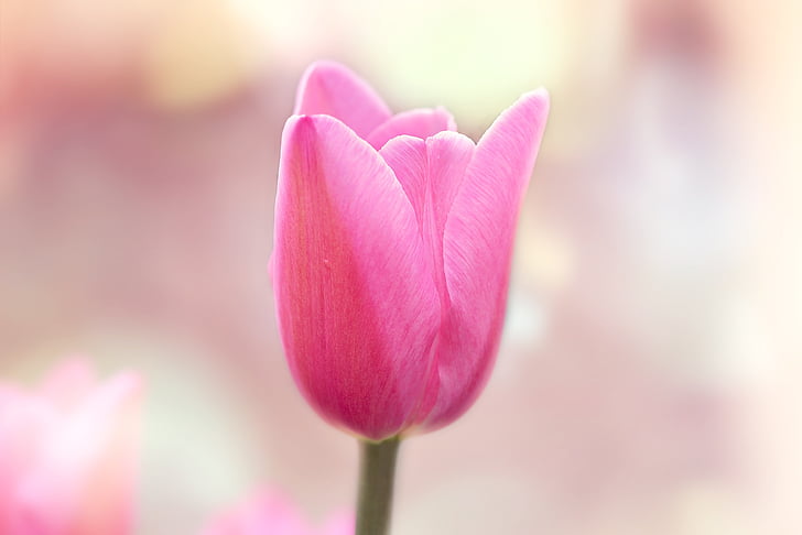 Tulipán, květ, květ, Bloom, růžová, jaro, Jarní květina