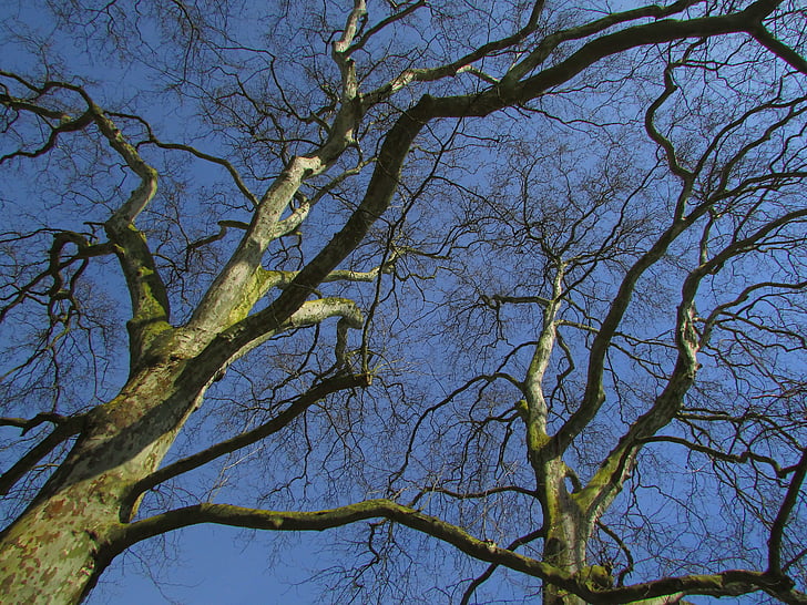 arbre, Direction générale de la, Kahl, noueux, branches, printemps, Sky