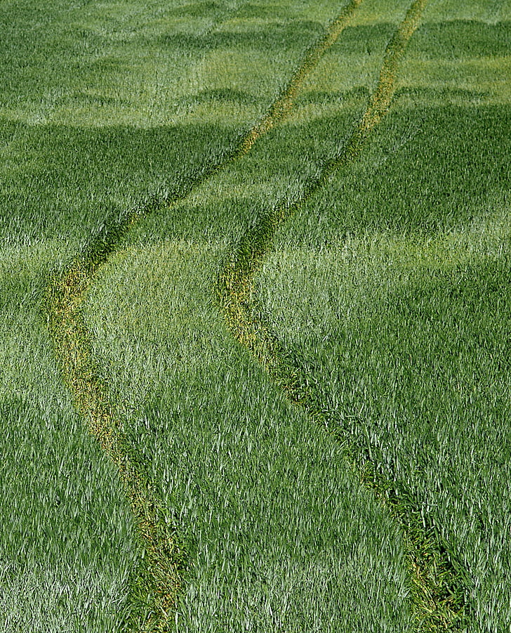 track, corn, field, agriculture, village, the cultivation of, green