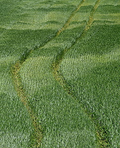 track, corn, field, agriculture, village, the cultivation of, green