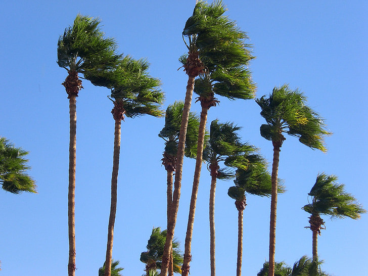 palmas, vējains, debesis