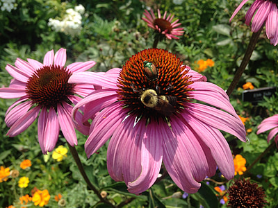 nón Hoa, Hoa, con ong, màu hồng, thực vật