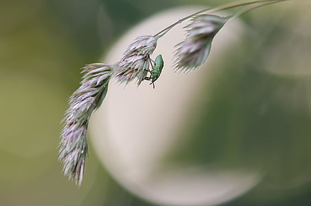 màu xanh lá cây stinkwanze, Ấu trùng giai đoạn, palomena prasina, côn trùng, Thiên nhiên, lỗi, lỗi ấu trùng