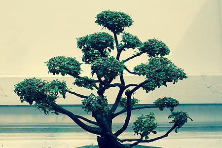 Bonsai, copac, Bäumchen, verde, frunze, să crească, ghivece plante