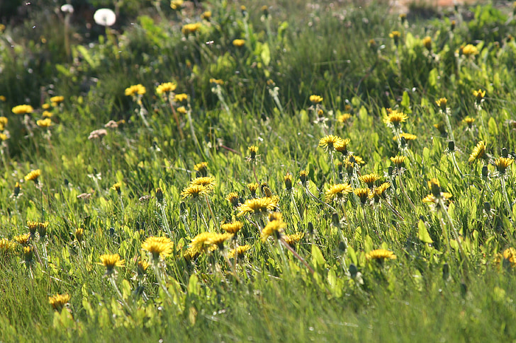 dandelion, summer, sun, keto, yellow flower, home, flower