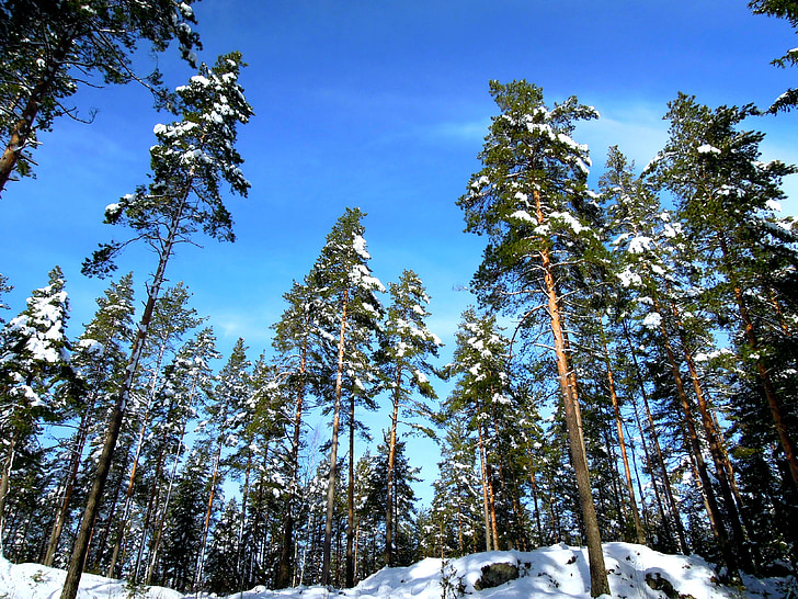 landscape, finnish, sky, forest, nature, frost, winter
