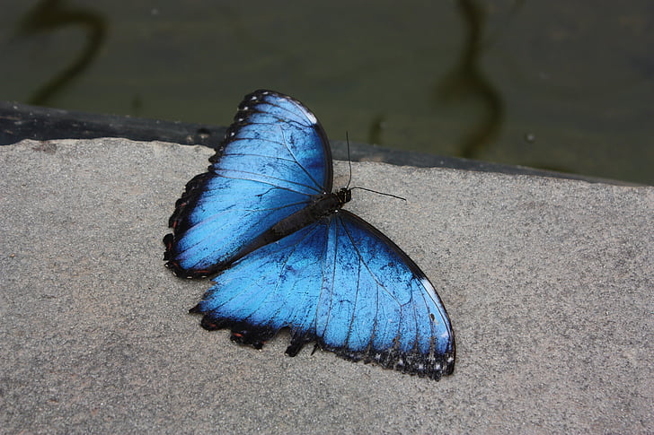 Free photo: butterfly, butterflies, flying insect blue, insect, bugs,  insects, animal | Hippopx