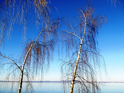träd, Birch lake, Bodensjön, Romanshorn, Thurgau, Schweiz, naturen