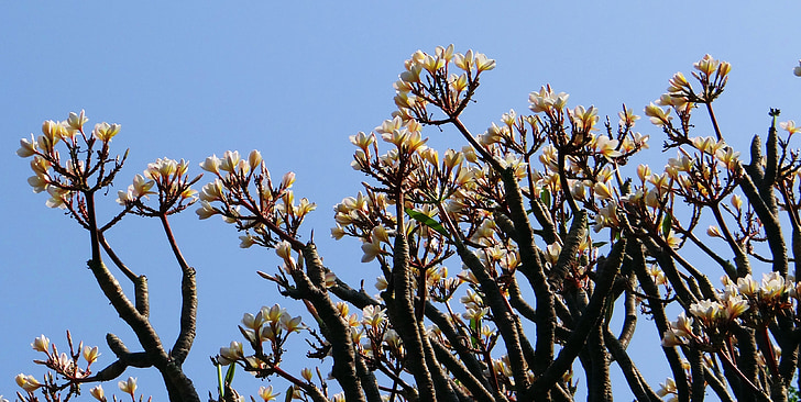 plumeria, frangipani, flower, white, bloom, tropical, india