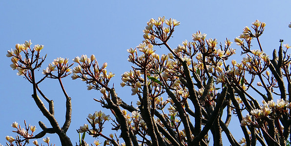 plumeria, frangipani, flower, white, bloom, tropical, india
