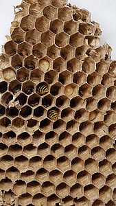 peines de, abeja, avispa, insectos, estructura de panal, avispas vivienda
