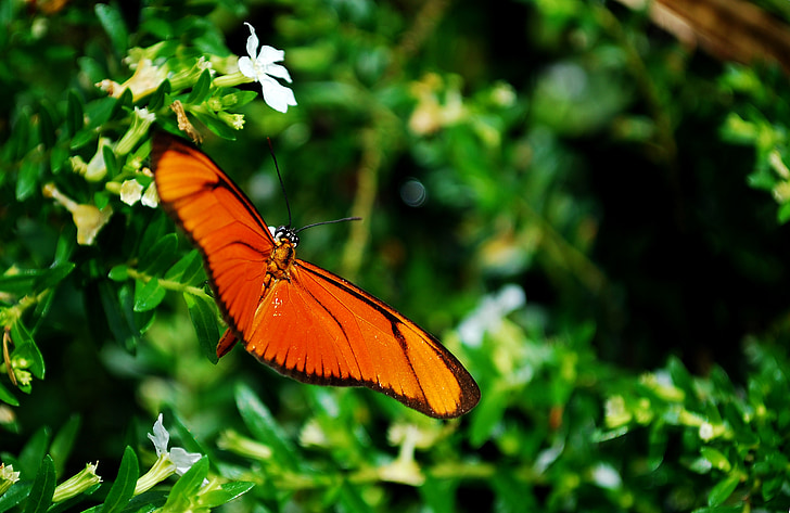 vlinder, Oranje, bloem, insect