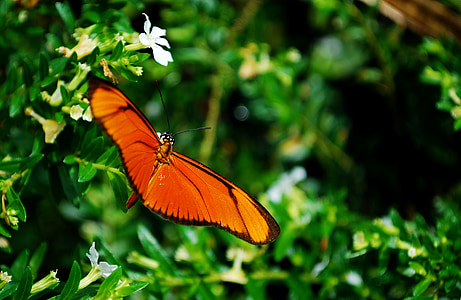 sommerfugl, orange, blomst, insekt