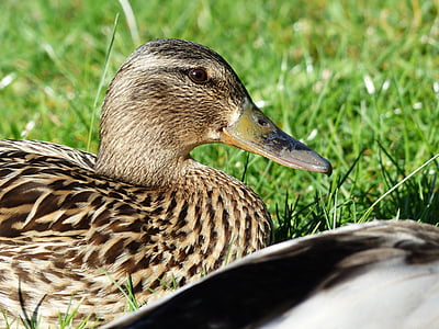 duck females, mallard, female, anas platyrhynchos, march duck, species, duck bird