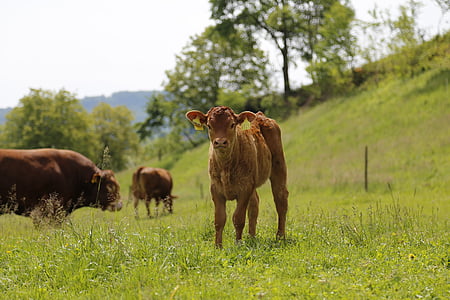 kalf, koe, zoogkoeien, rundvlees, Limousin, vlees rassen, weide